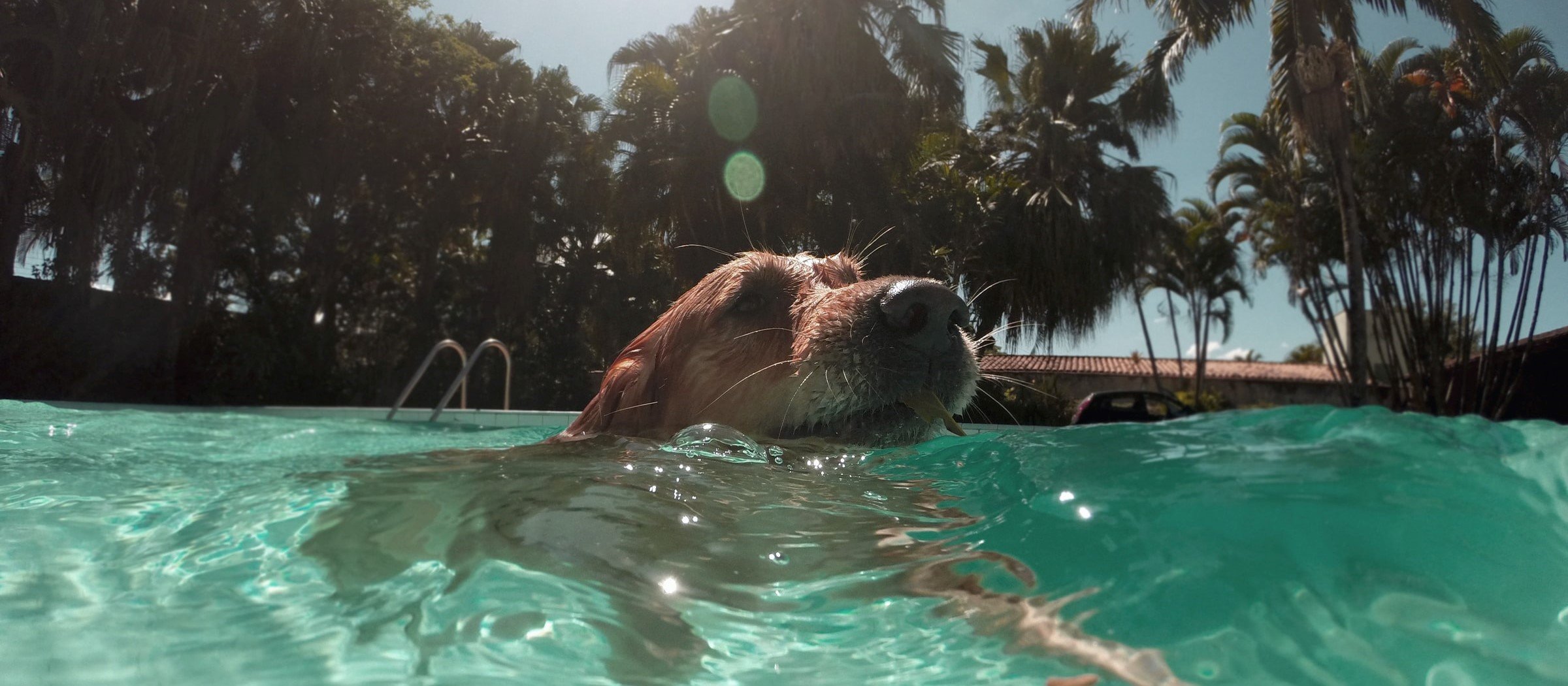 Crema solare per cani e gatti: come applicarla bene