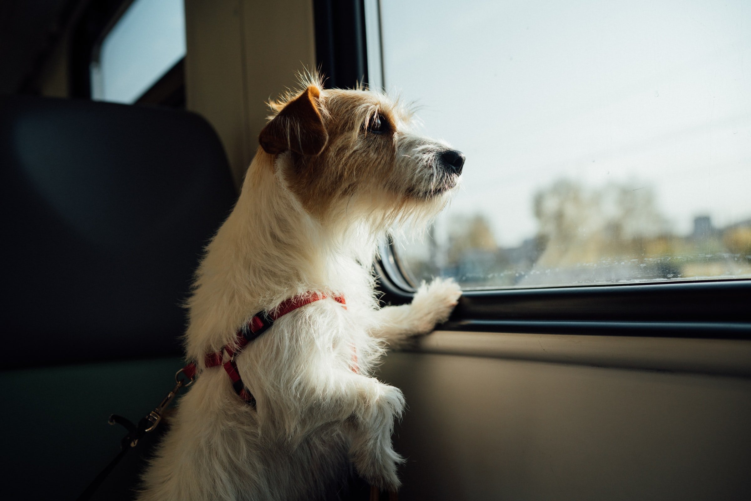 Cane che si perde: come evitare che succeda durante un viaggio