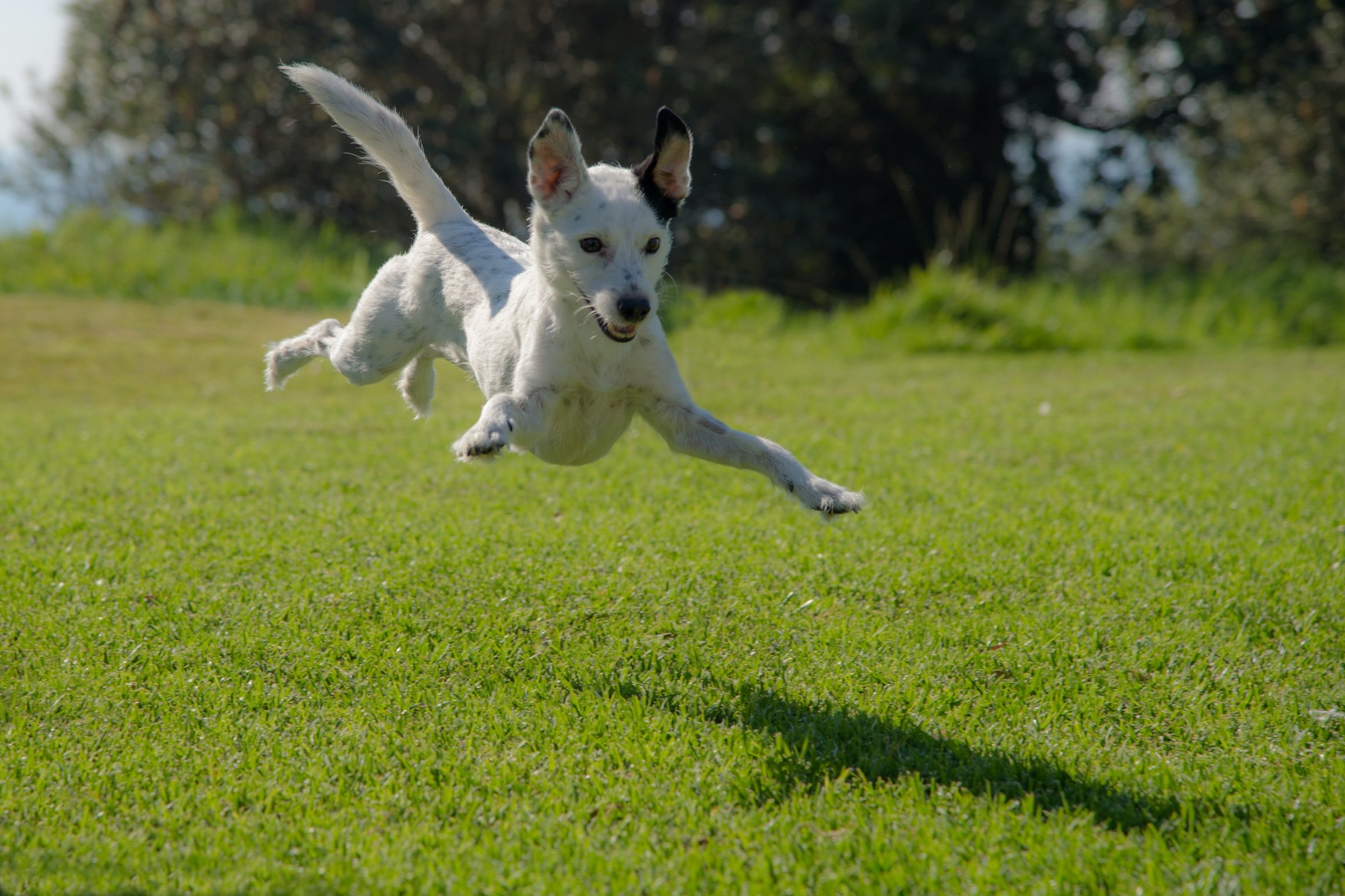 Un giardino a misura e a prova di cane