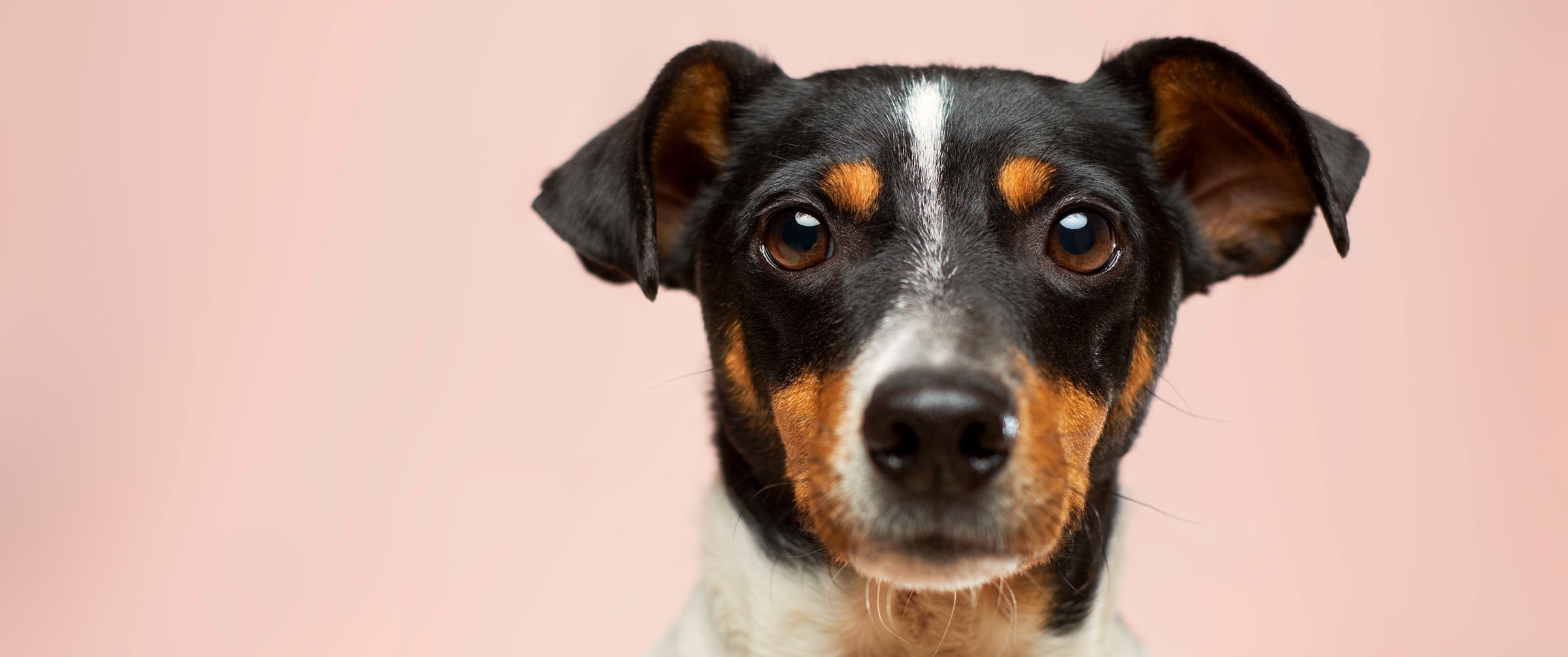 Come leggere il linguaggio del corpo del cane