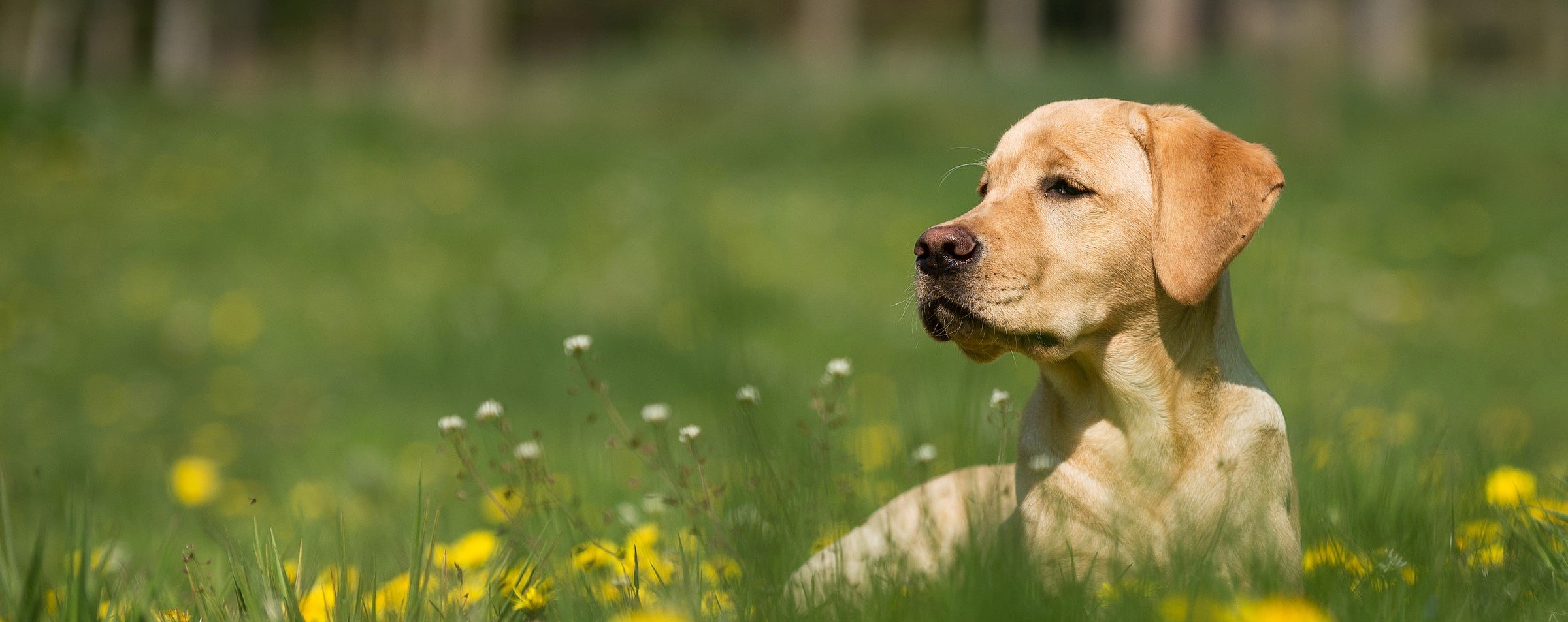 Fiori di Bach: rimedi naturali per cani