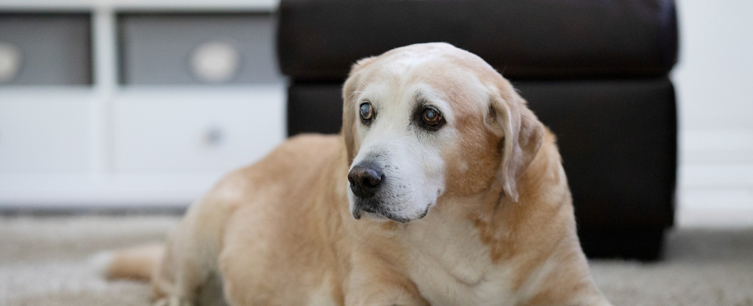 Tutto quello che devi sapere per amare un cane anziano